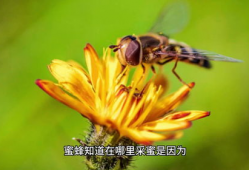 蜜蜂采蜜视频,大自然的甜蜜劳作